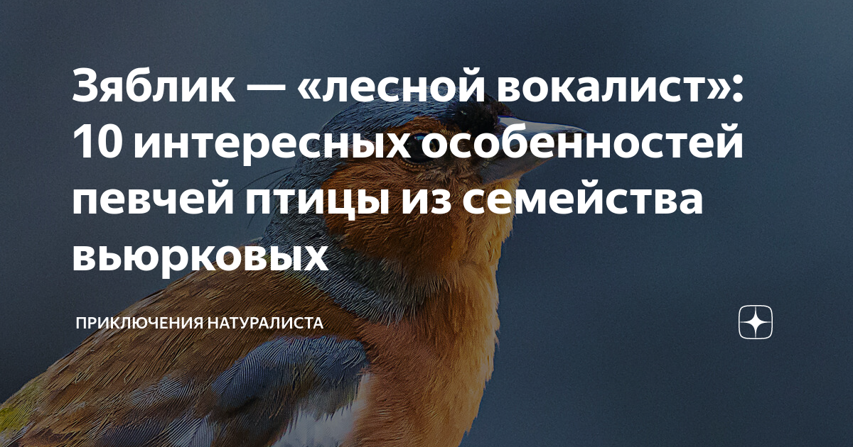 Зяблик — «лесной вокалист»: 10 интересных особенностей певчей птицы из ...