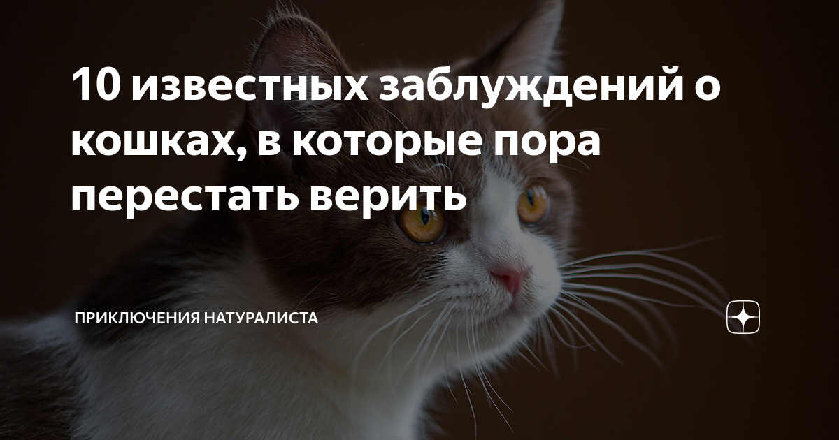 Миф 1: Коты не нуждаются в прогулках