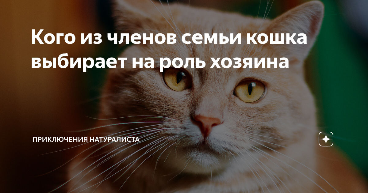 Выберите хозяина. Признаки того что вы кот. 6 Признаков того что вы кот. Признаки того что котик вас любит. 6 Признаков того что ваш кот вас любит.