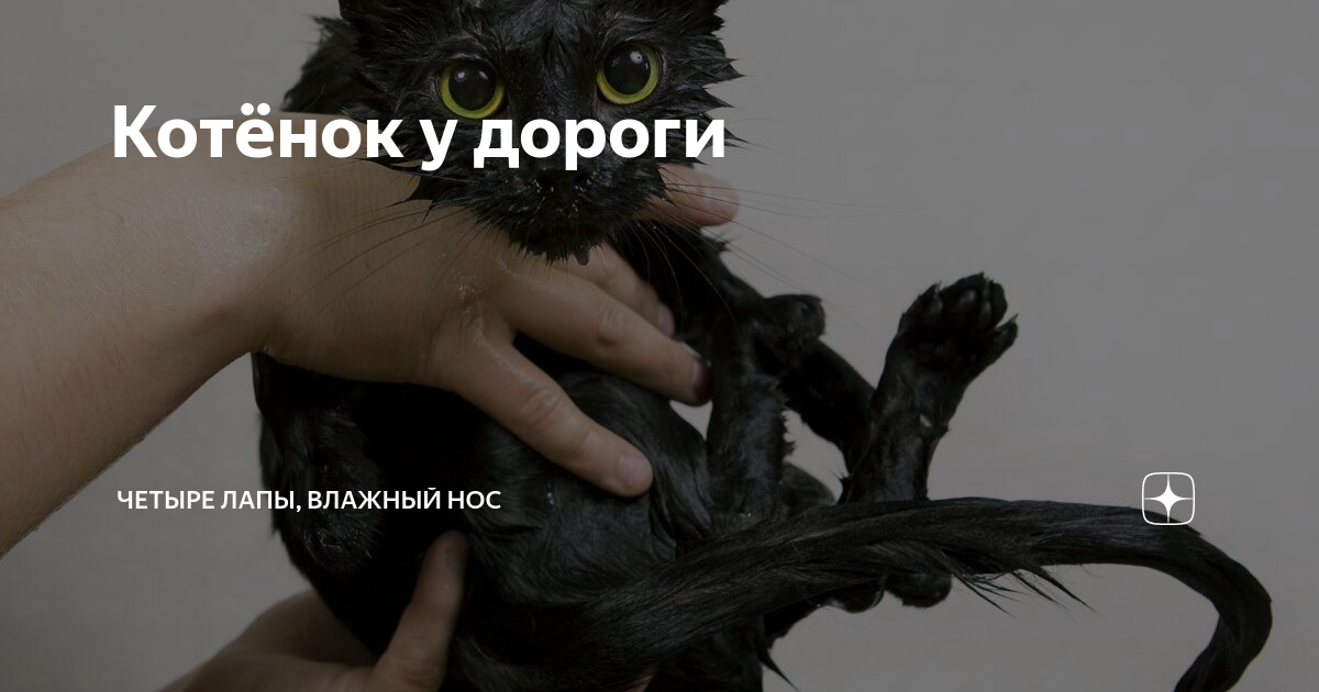 Приют мокрый нос киров. Канал четыре лапы влажный нос. Мокрый нос ишим. Магазин мокрый нос. Четыре лапы мокрый нос и очень умный взгляд.