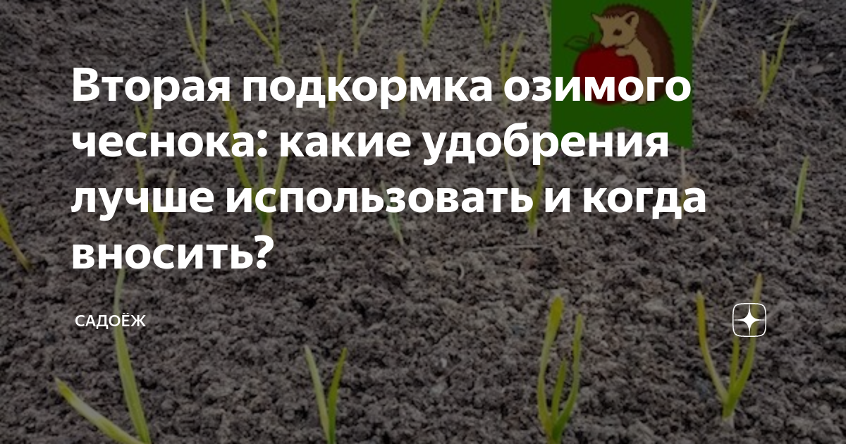 Какое удобрение для озимого чеснока. Подкормка озимого чеснока. Схема подкормки озимого чеснока. Вторая подкормка чеснока. Вторая подкормка чеснока весной.