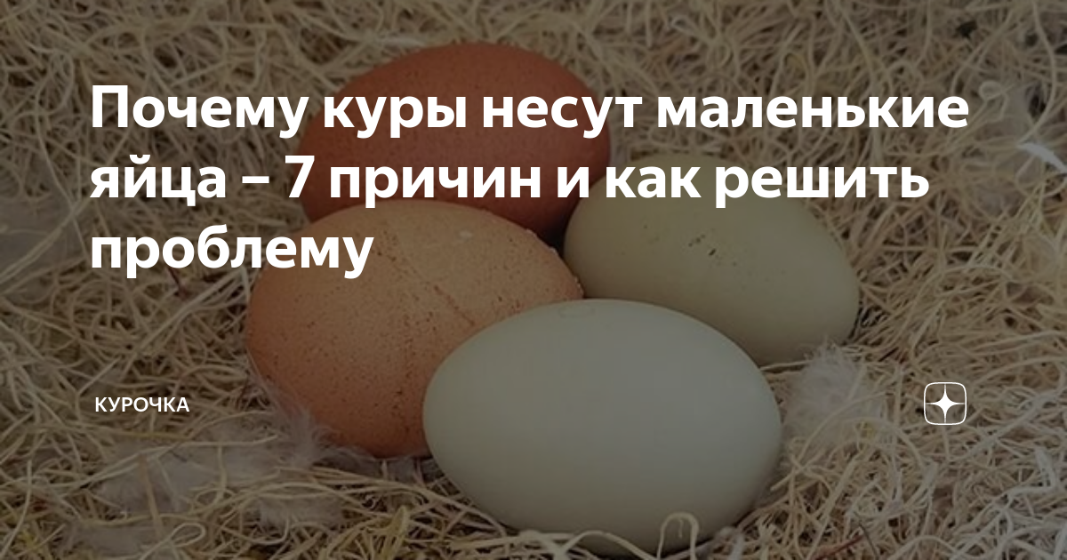 Кура несет мелкие яйца. Проблема курицы и яйца. Мелкое яйцо у кур причины.