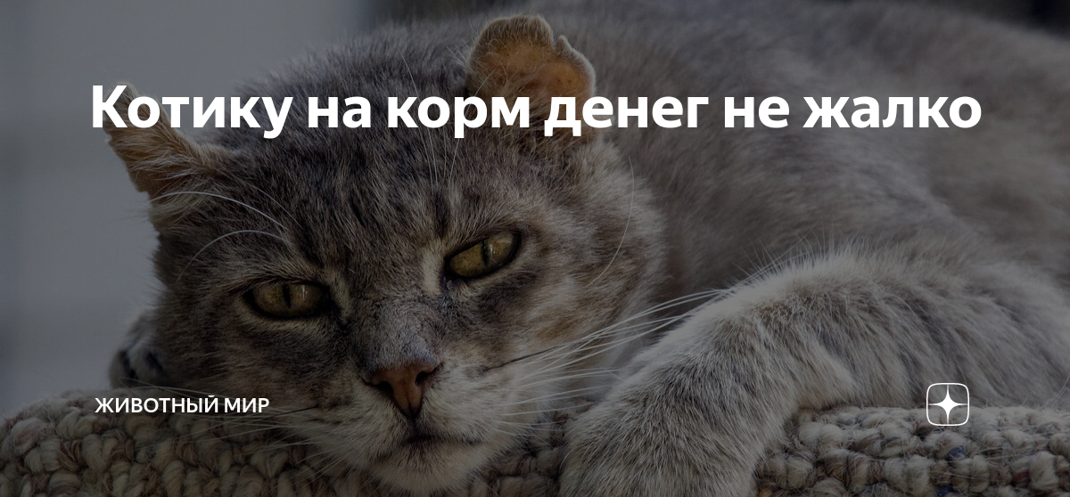 Котику на корм денег не жалко | Животный мир | Дзен