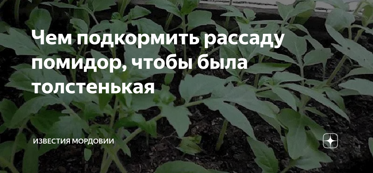 чем подкормить рассаду помидор чтобы были толстенькие. рассада помидор. сильная рассада. томат машенька рассада. чем подкормить рассаду томатов чтобы были толстенькие.