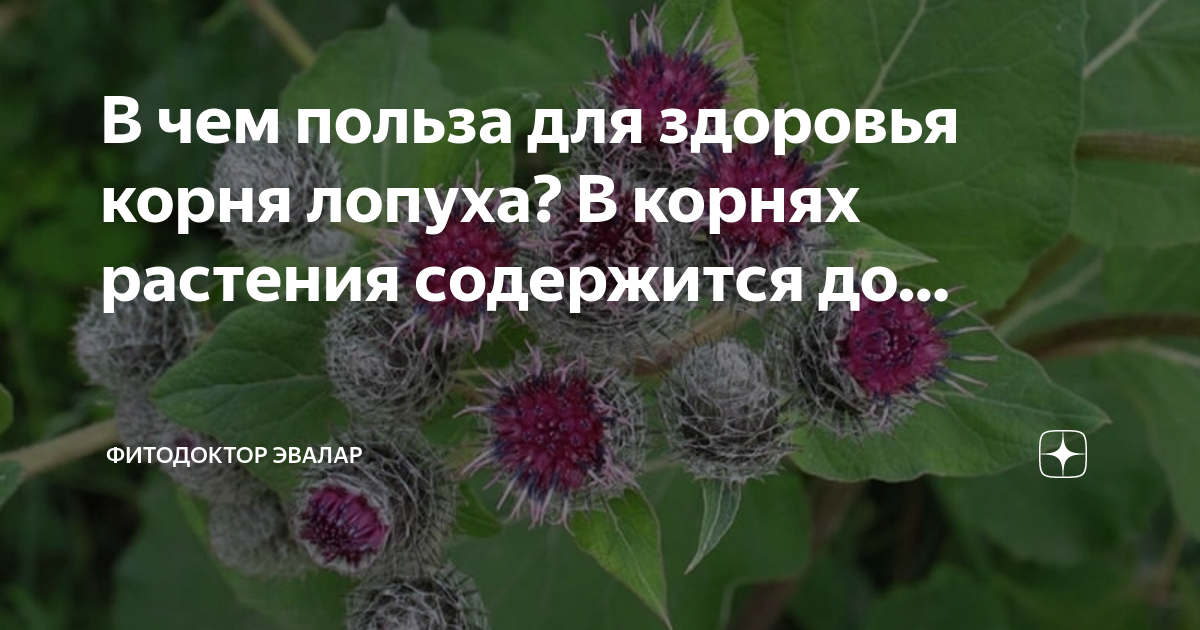 Польза корень Польза корень
