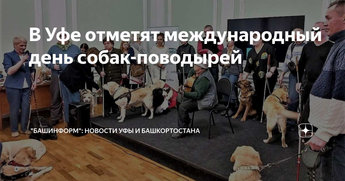 Собака-поводырь из Берёзовского получила необходимую сумму