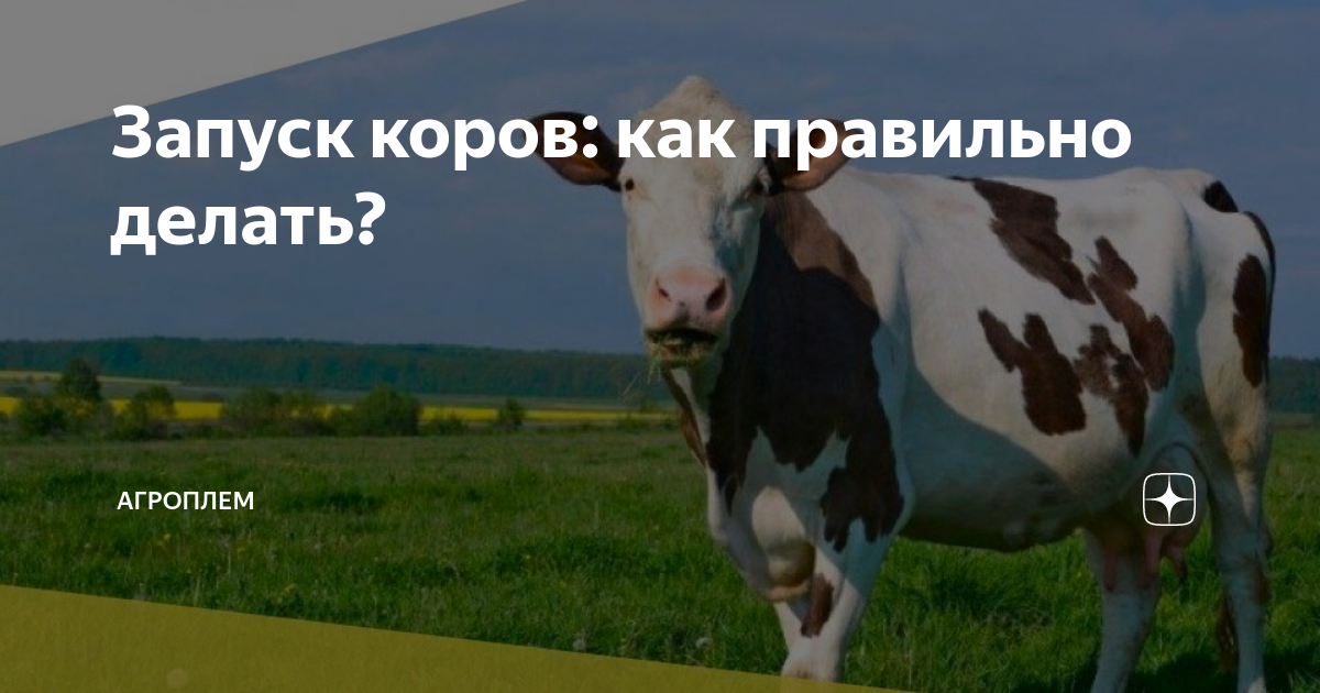 Как правильно запустить корову. Преждевременный запуск коров. Препараты для запуска коров.