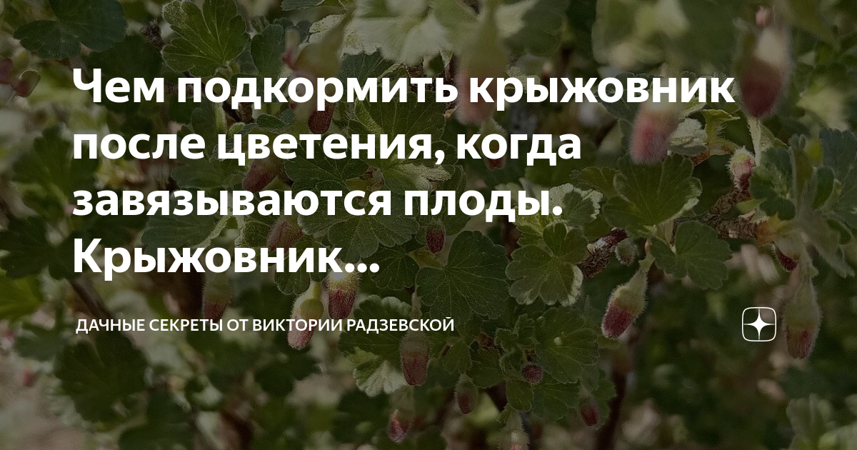 удобрение крыжовника. подкормка смородины весной. рыхление смородины. подкормка смородины осенью. чем подкормить крыжовник.