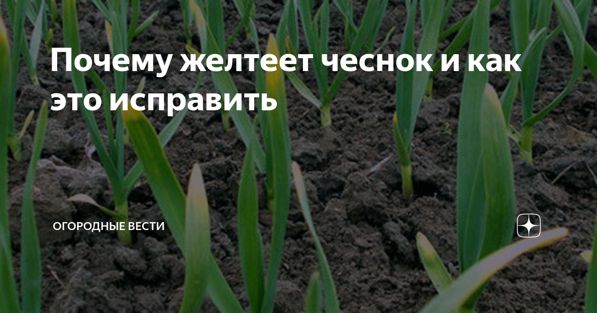 Почему желтеет чеснок и как это исправить | Огородные вести | Дзен