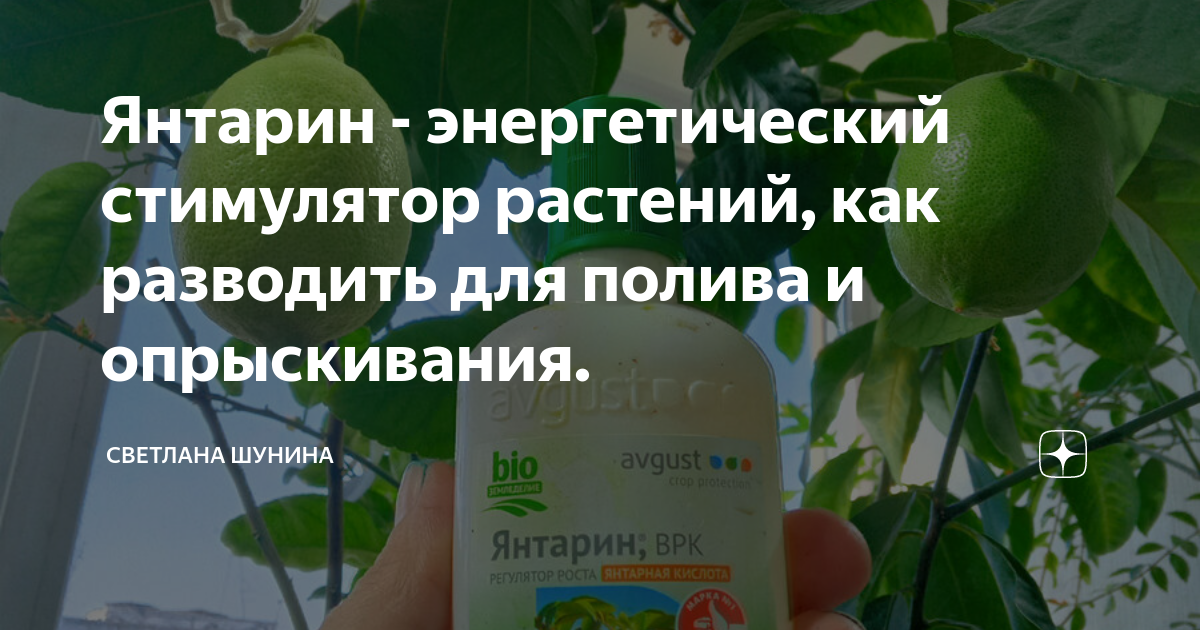 Азимина банановое дерево вкус. Янтарин как разводить. Азимина саженцы. Янтарин для комнатных растений применение как развести.