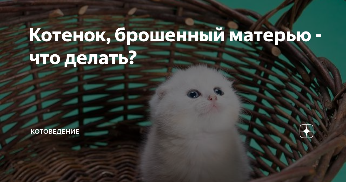 К чему снится подбросили. К чему снится подбросили