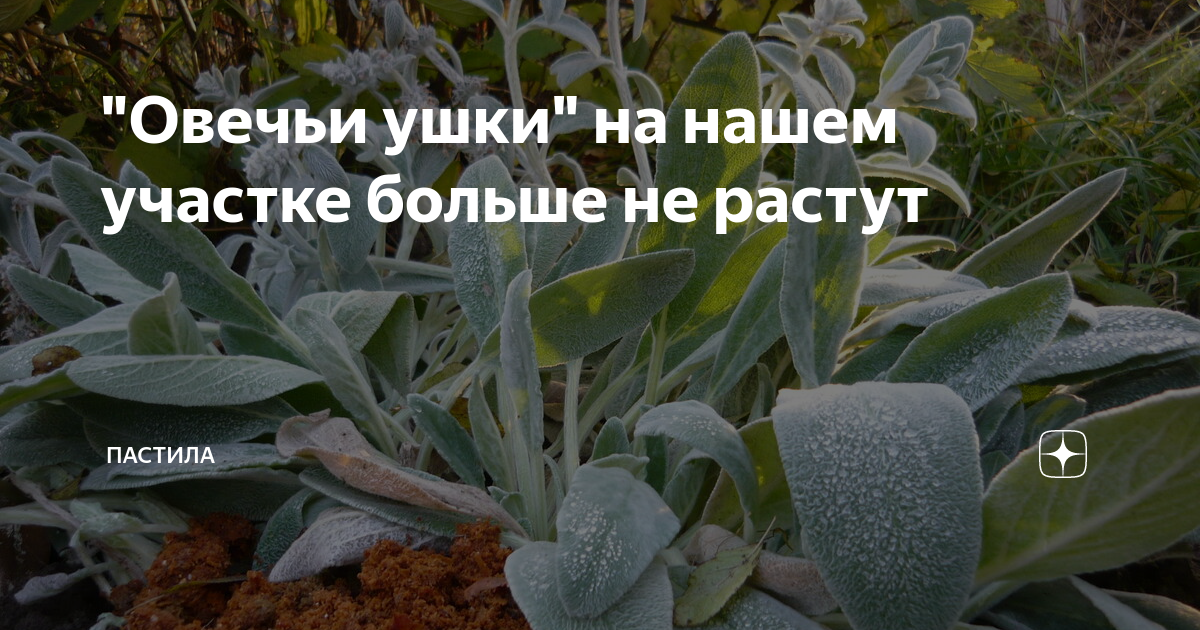"Овечьи ушки" на нашем участке больше не растут | Пастила | Дзен