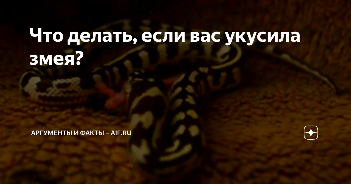 Что делать, если вас укусила змея? | Аргументы и факты – aif.ru | Дзен