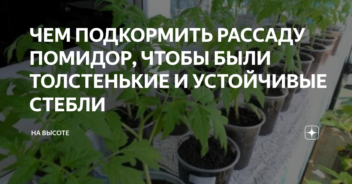 Рассада помидор. Чем подкормить рассаду помидор чтобы были толстенькие. Чем подкормить рассаду помидор чтобы были толстенькие стебли. Чем подкормить рассаду томатов чтобы она была толстенькой.