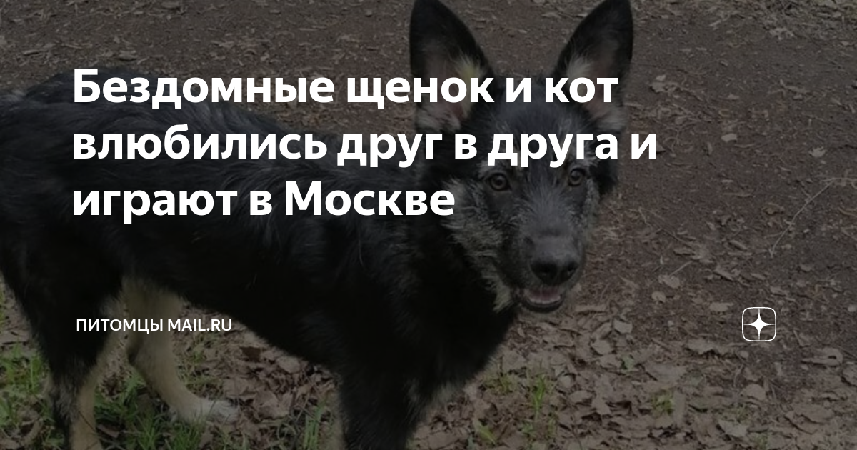 Бездомные щенок и кот влюбились друг в друга и играют в Москве ...