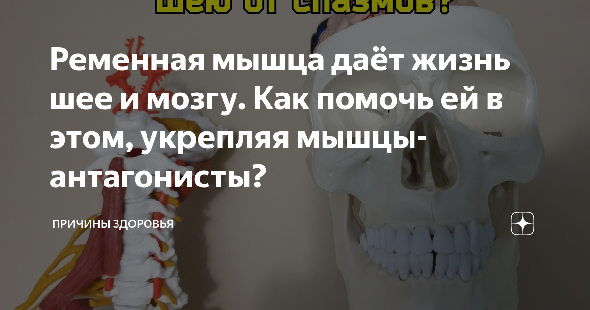 ременные мышцы головы и шеи