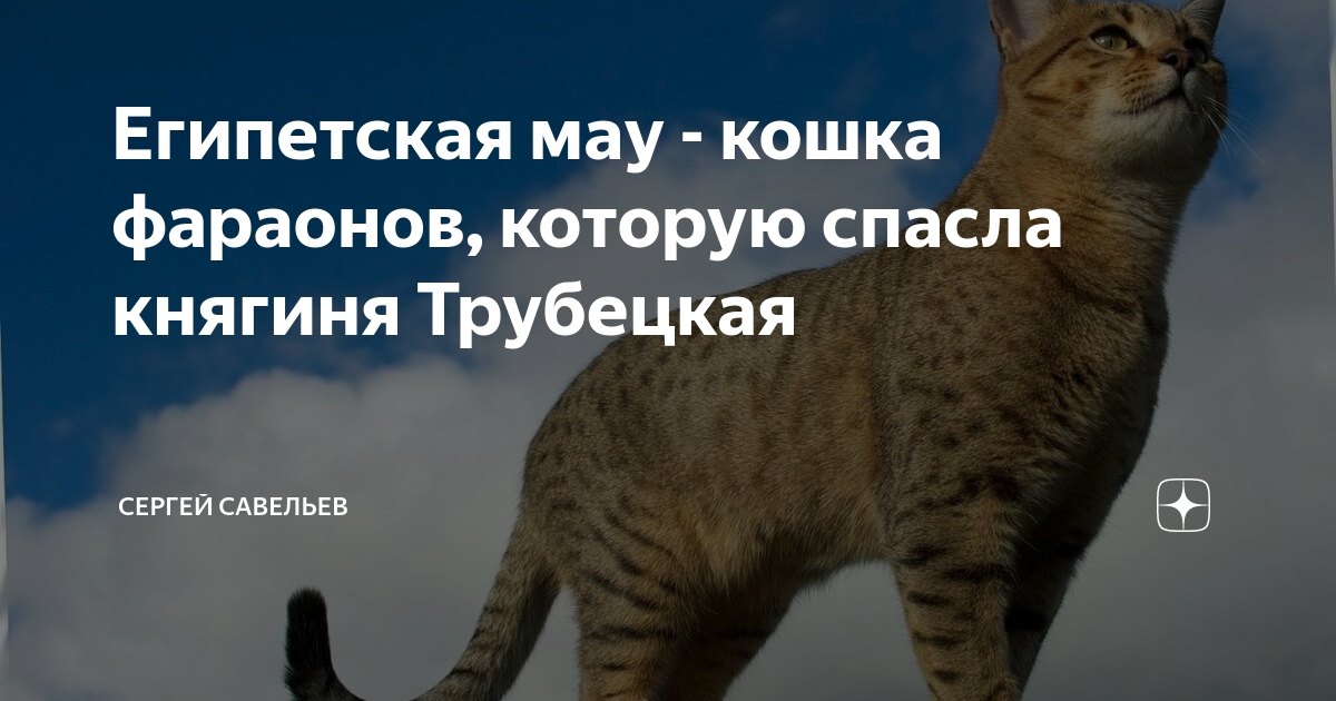 Уход и содержание кошки мау