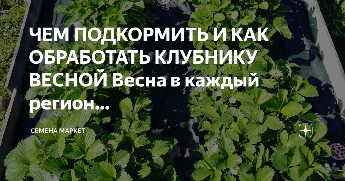 Чем подкормить клубнику в августе после посадки. Подкормить клубнику весной.