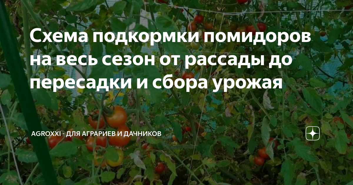 Подкормка томатов от рассады до сбора урожая. Схема подкормки томатов. схема подкормки томатов от рассады до сбора. подкормка вишни схема.