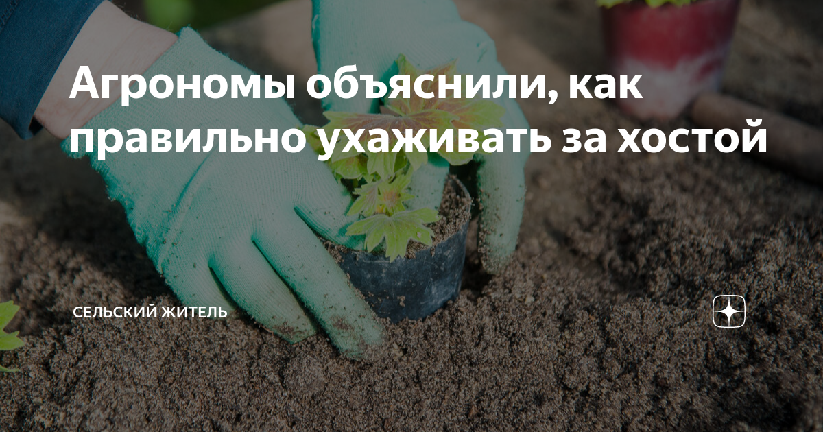 Агрономы объяснили, как правильно ухаживать за хостой | Сельский Житель ...