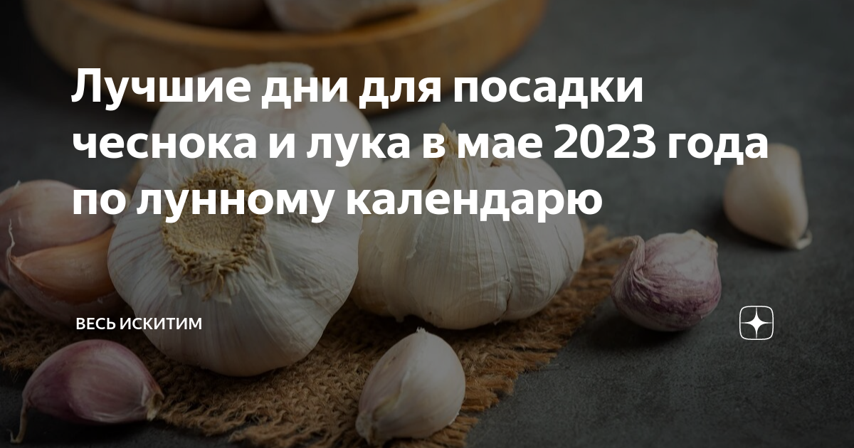 Лучшие дни для посадки чеснока и лука в мае 2023 года по лунному календарю Весь 