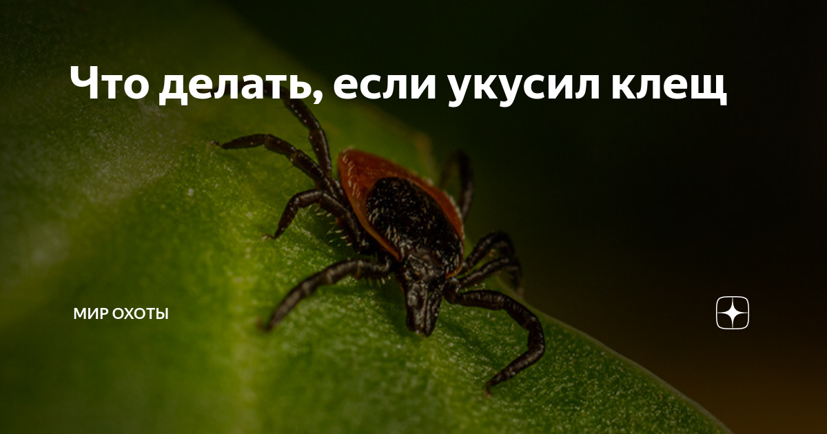 Укусил клещ какой врач