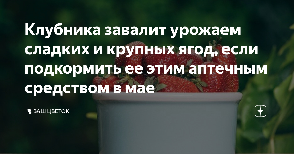 Чем подкормить клубнику после зимы народными средствами. Как правильно и когда подкармливать клубнику. Подкормку для клубники в мае месяце. Чтобы клубника была крупной и сладкой чем подкормить. Чем подкормить клубнику весной для хорошего урожая.