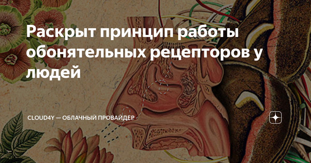 Строение обонятельного анализатора животных. Обонятельный рецептор волоски. Количество обонятельных рецепторов у человека составляет. Обонятельный анализатор нос. Обонятельная сенсорная система человека.