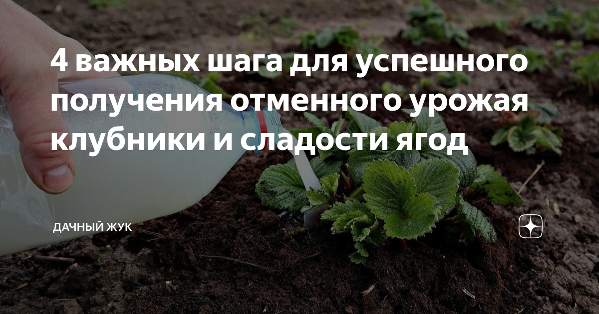 Подкормить клубнику после урожая. Подкормка клубники весной для большого урожая. Раствор для клубники. Дачники и здоровье.