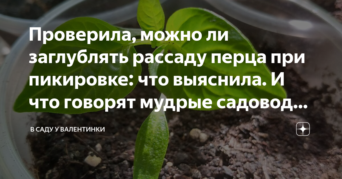 Можно ли заглублять рассаду перца. Рассады нет. Грунт для рассады перцев. Прищипывание перцев рассады. Рассаживание рассады биология