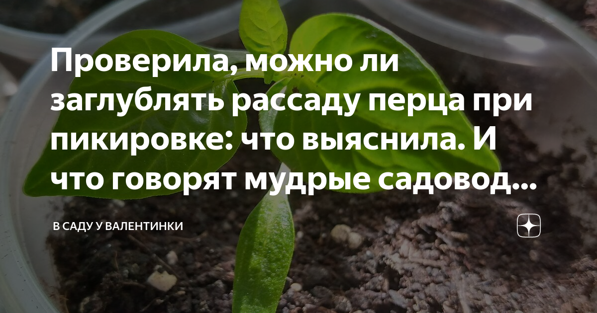 Заглублять ли перец при пикировке до семядольных. Заглубление перца при пикировке рассады. Надо ли заглублять перец при пикировке. Рассады нет. Грунт для рассады перцев.