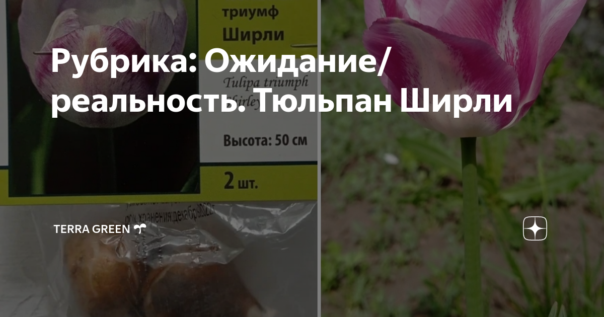 Режим ожидания цветов. Тюльпаны из светофора