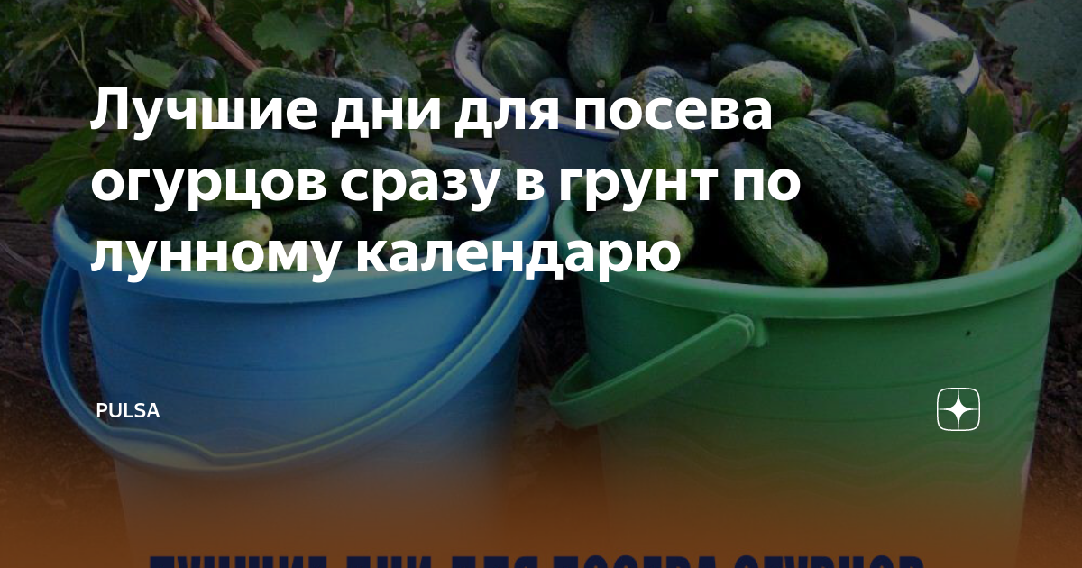 Огурцы сразу в грунт. Огурцы в грунте. Огуречный день для посадки. Лучшие дни для посадки огурцов. Посадка огурцов в мае.