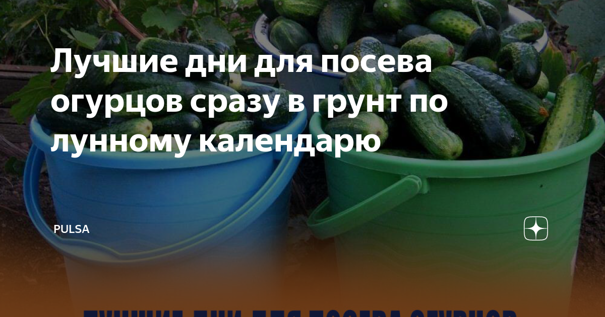 Посадка огурцов по лунному календарю. Огурцы в грунте. Огуречный день для посадки. Лучшие дни для посадки огурцов. Посадка огурцов в мае.