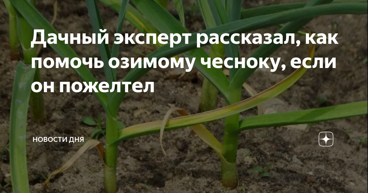 Желтеет яровой чеснок в июне. Полив чеснока. Полив чеснока весной. Полив чеснока в открытом грунте. Полив чеснока в открытом грунте как часто.