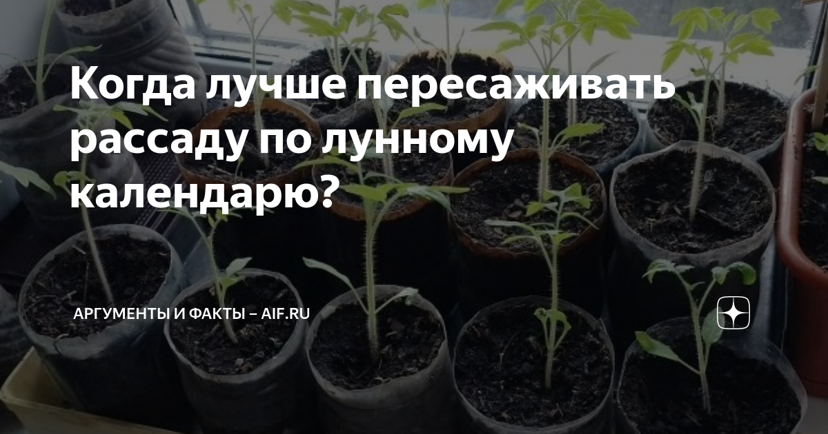 Рассада по месяцам. Когда пересаживать рассаду помидор в горшки. Когда пересаживать рассаду перца в феврале. Когда лучше пересаживать кактусы по лунному календарю. Пересадка рассады в землю в апреле-мае томпат.