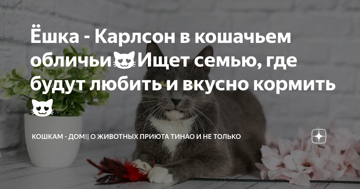 Ёшка - Карлсон в кошачьем обличьи😻Ищет семью, где будут любить и вкусно ...