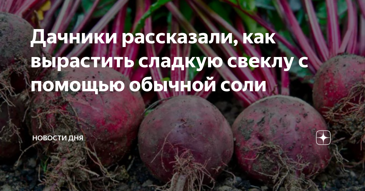 Сколько дней всходит свекла в открытом грунте. Посадка свеклы. Растение свекла на второй год. С чем можно сажать свеклу. Семя с удобрением свекла.