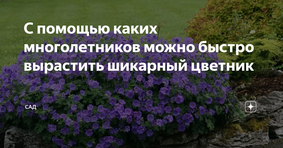 С помощью каких многолетников можно быстро вырастить шикарный цветник ...