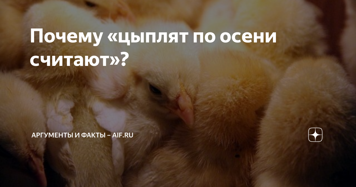 Цыплят по осени считают объяснение. Цыпленок учит курицу поговорка. Почему цыпленок качается.