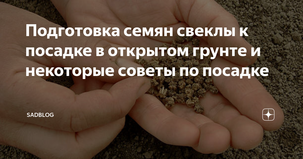 Подготовить семена свеклы к посадке в открытый. Центр торговли зерна. Товарооборот зерновых. Подготовка семян к посеву на полях. Гречка чистит печень