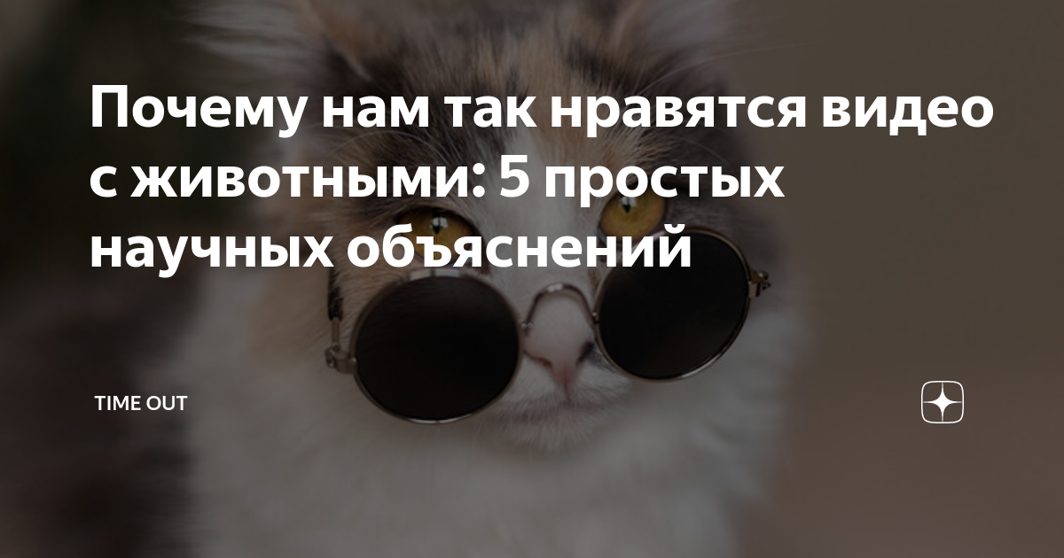порно с животными Почему нам так нравятся видео с животными: 5 простых научных объяснений |  Time Out | Дзен