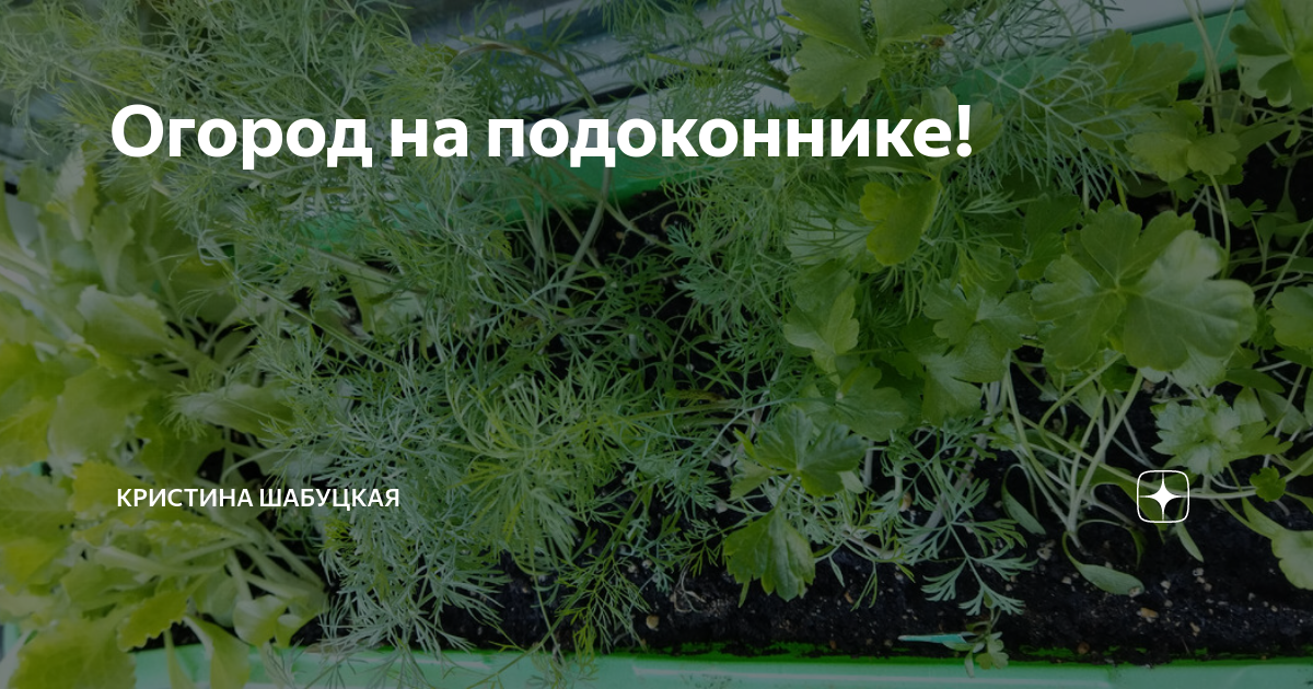 Огород на подоконнике! | Кристина Шабуцкая | Дзен