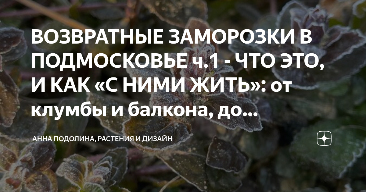 Возвратные заморозки в 2024 году. Возвратные заморозки. Растения после заморозков. Морозостойкость возвратными заморозками. Возвратные заморозки 2024.