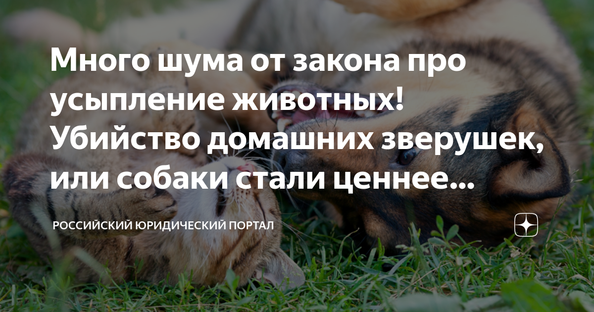 Грех ли усыплять больное животное ответ священника. Эвтаназия кошки на дому. Грех ли усыплять животных. Грех ли усыплять животных. Животные перед смертью.