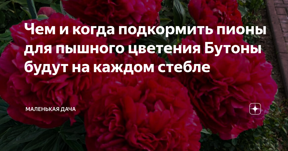 Подкормить пионы перед цветением в период бутонизации. Пионы перед цветением.