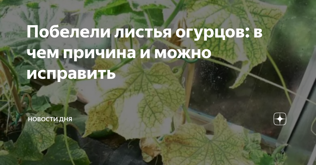 Способы профилактики белесости на растениях