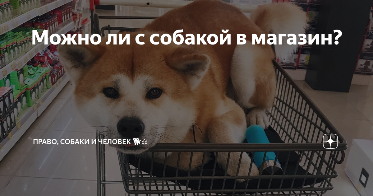 Зашли с собакой в продуктовый магазин: что говорит закон России?