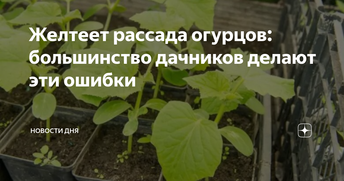 Через сколько дней должны взойти огурцы. Подготовка грунта для огурцов. Подготовка грунта в теплице. Посадка огурцов на рассаду.