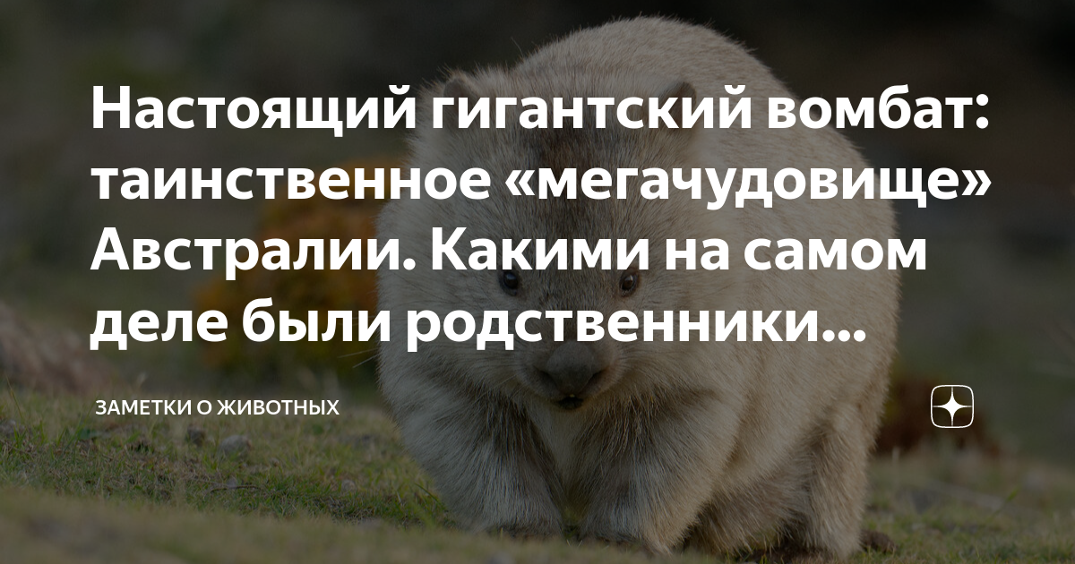 Настоящий гигантский вомбат: таинственное «мегачудовище» Австралии ...